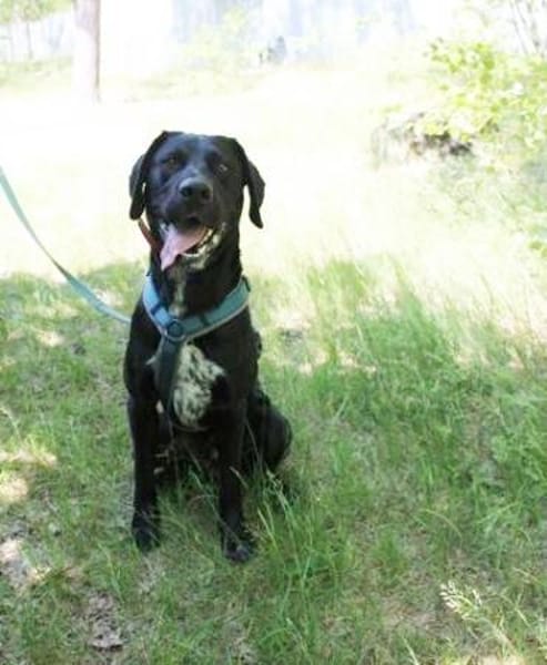 Elvis, großer, sportl. Familienhund