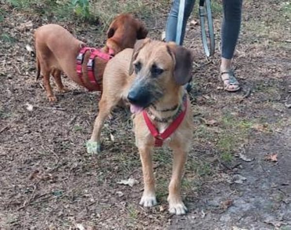 Besuche Taro in 24885 Sieverstedt