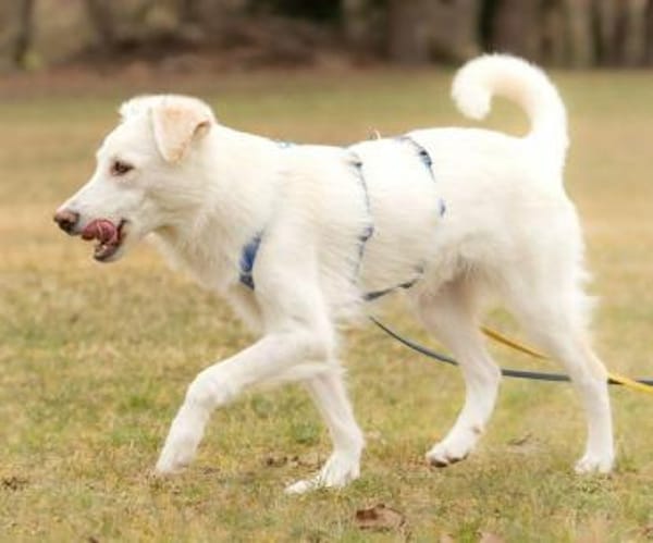 SNOWY -rundum tolles Hundekind-