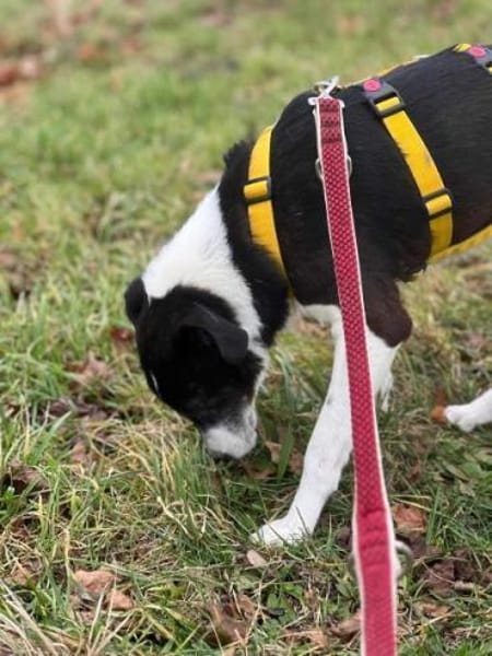 RANDIE * genügsam und ruhig