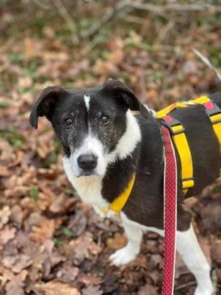 RANDIE * genügsam und ruhig