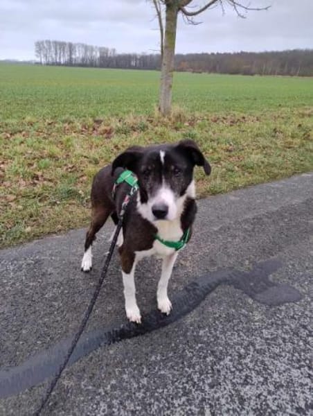 RANDIE * genügsam und ruhig