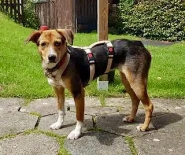 AMAIA -Zarte, freundliche Hündin-