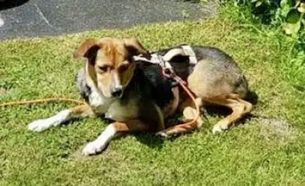 AMAIA -Zarte, freundliche Hündin-