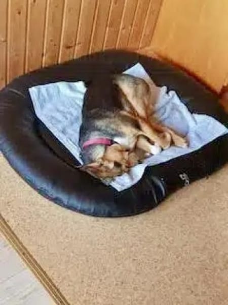 AMAIA -Zarte, freundliche Hündin-