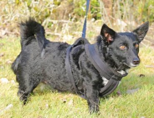 Suna ist eine kleine Zaubermaus