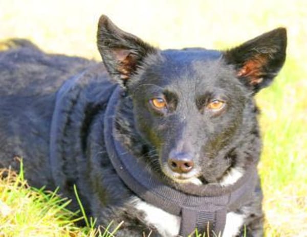 Suna ist eine kleine Zaubermaus