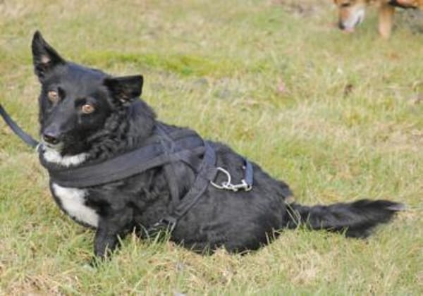 Suna ist eine kleine Zaubermaus