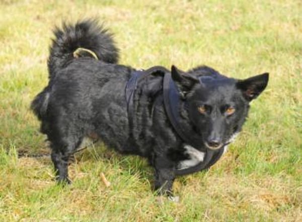 Suna ist eine kleine Zaubermaus