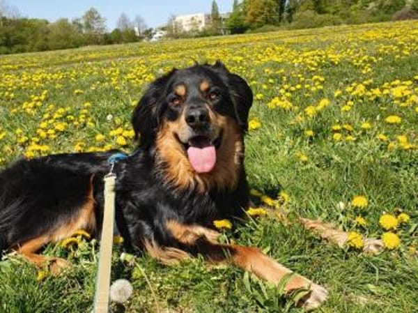 Marlowe, su. erfahrene Besitzer VIDEO