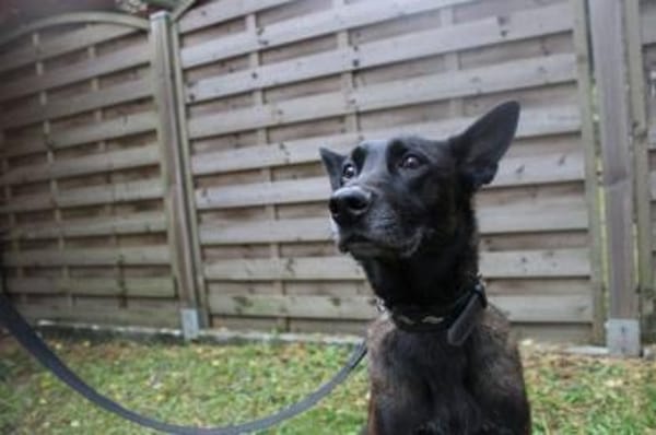 Makeba, sucht ruhiges erfahrenes Zuhause