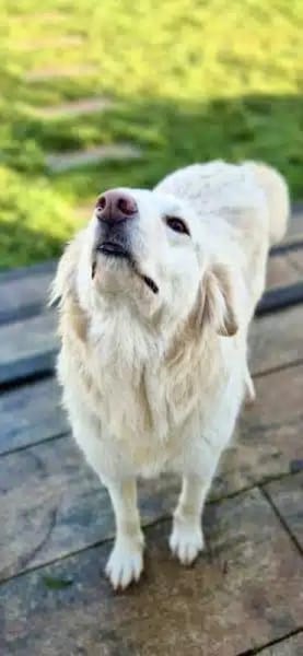 HEIDI -berührende Seelenhündin-