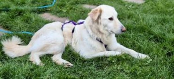 HEIDI -berührende Seelenhündin-