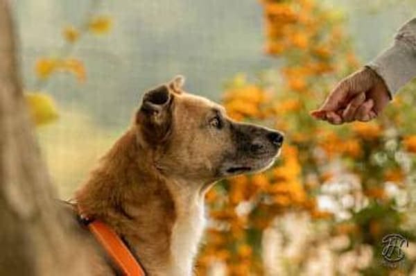 DOMANI -braucht Zeit zum auftauen-