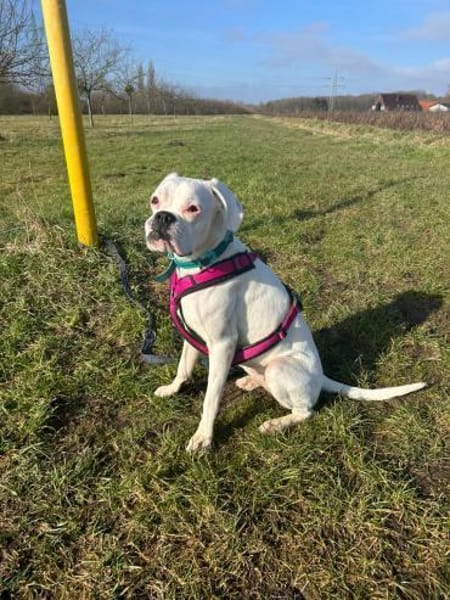 zuckersüsse Boxerhündin Lady