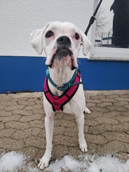 zuckersüsse Boxerhündin Lady