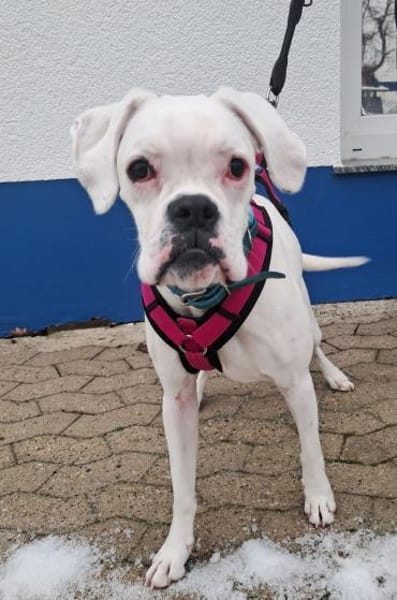 zuckersüsse Boxerhündin Lady