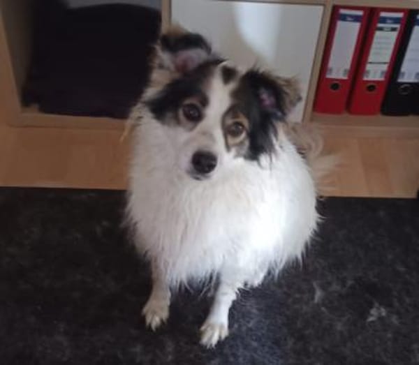 Mischlingshündin Bjelka