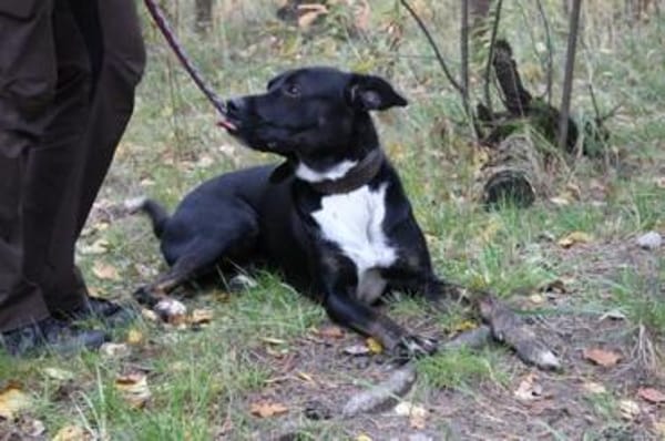 Moppi Mogli ein Energiebündel