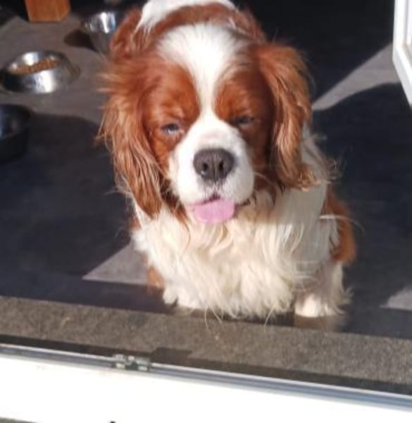 Cavi, Cavalier King Charles Spaniel