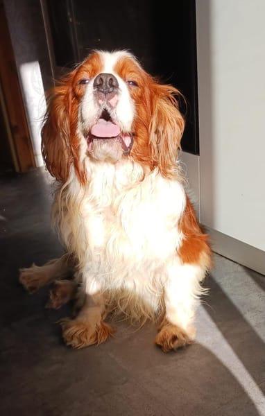 Cavi, Cavalier King Charles Spaniel