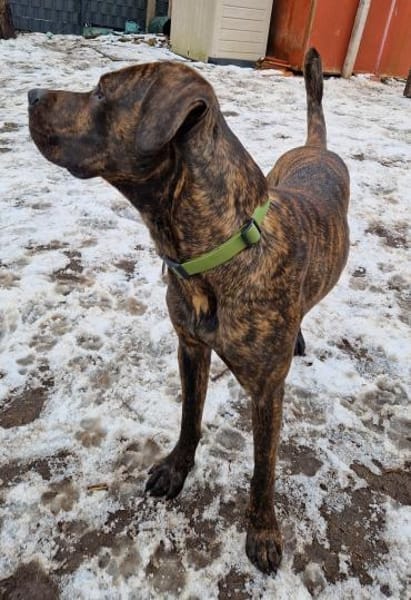 Sensibler Cooper möchte ankommen.