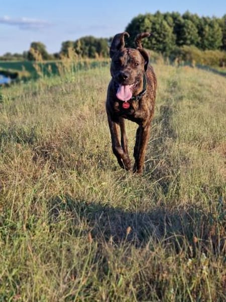 Sensibler Cooper möchte ankommen.