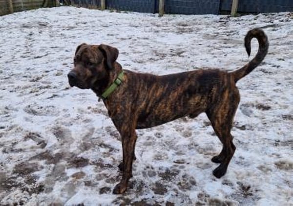 Sensibler Cooper möchte ankommen.