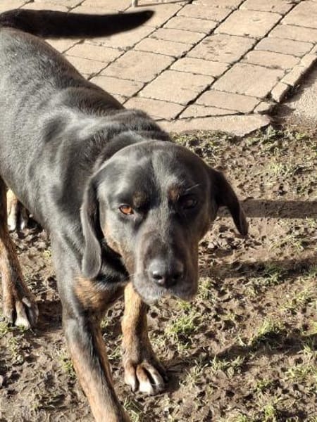 💙Leo💙 sucht ein für immer Zuhause