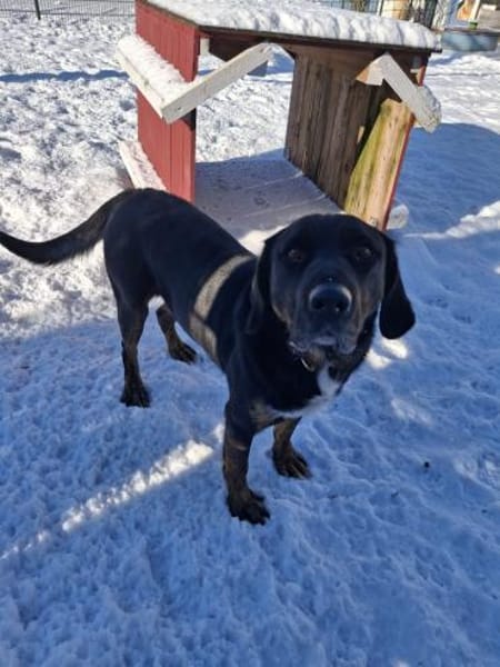 💙Leo💙 sucht ein für immer Zuhause