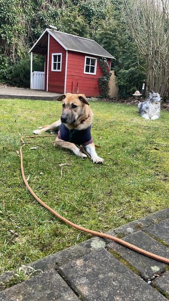 Bella sucht ein liebevolles Zuhause