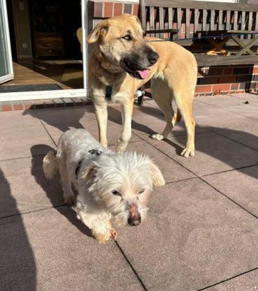 Bella sucht ein liebevolles Zuhause