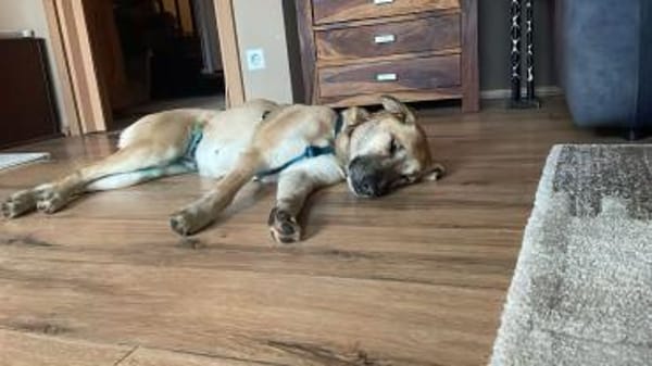 Bella sucht ein liebevolles Zuhause