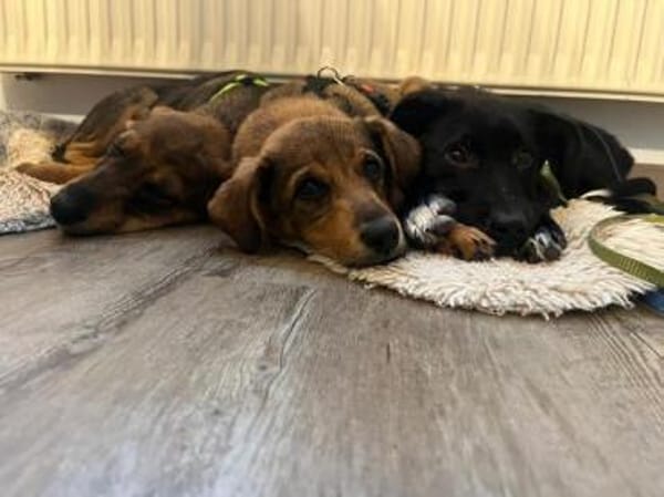 TESSI * taffe Mädchen kommen überall hin