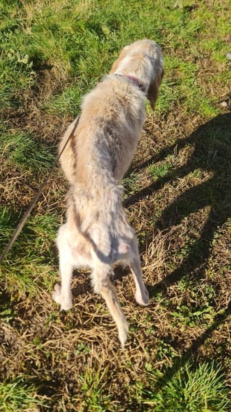 Milu - Hilfe für ein bisschen Liebe ges.