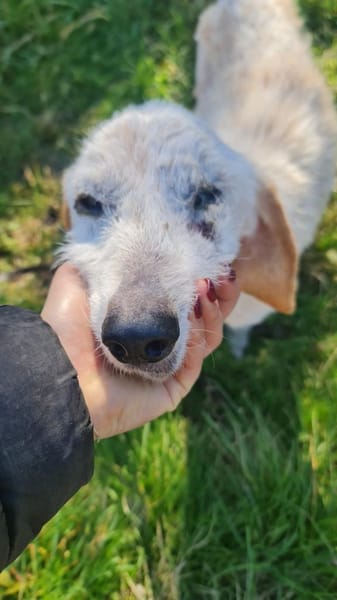 Milu - Hilfe für ein bisschen Liebe ges.