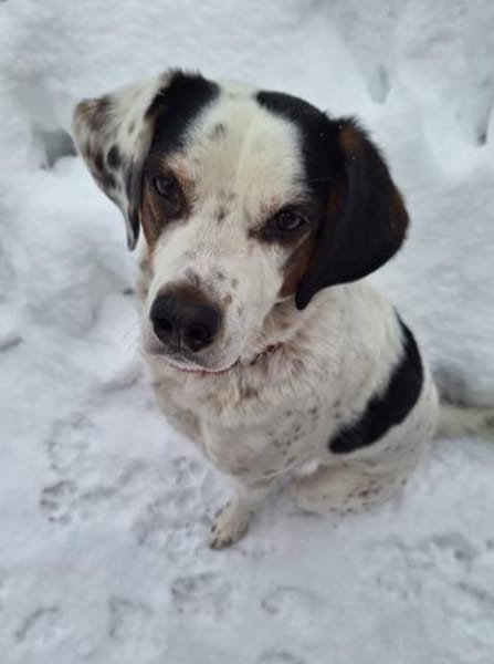 Pisolo - wer gibt ihm Sicherheit?