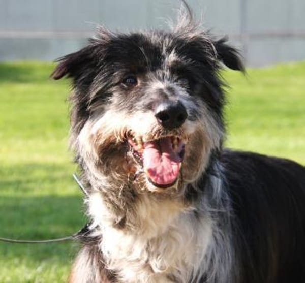 Ziggy - sucht Ruhe und Geborgenheit