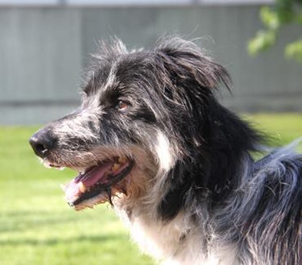 Ziggy - sucht Ruhe und Geborgenheit