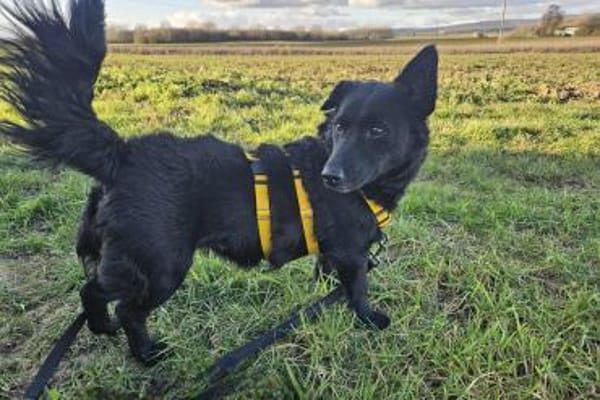 Cora mag erlebnisreiche Spaziergänge