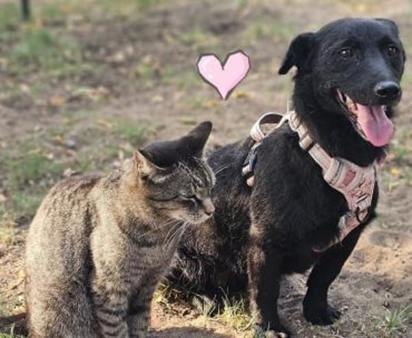 Cora mag erlebnisreiche Spaziergänge