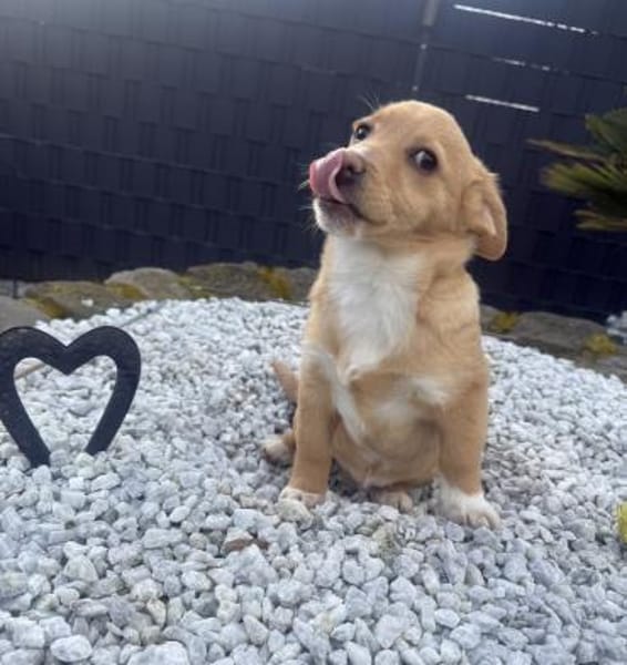 Leano sucht ein Zuhause