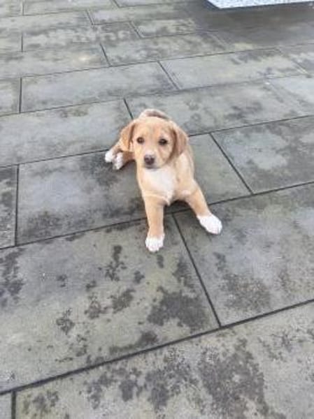 Leano sucht ein Zuhause