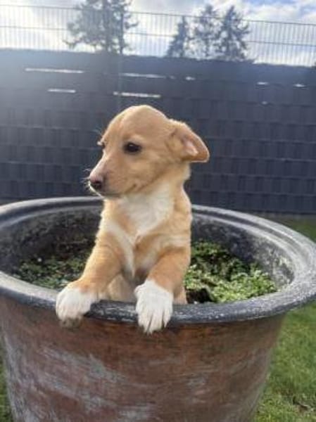 Leano sucht ein Zuhause