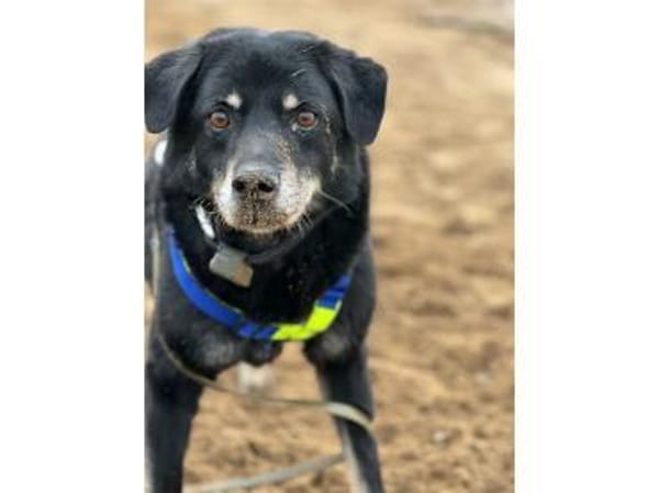 Theodor  wartet in 66787 Wadgassen