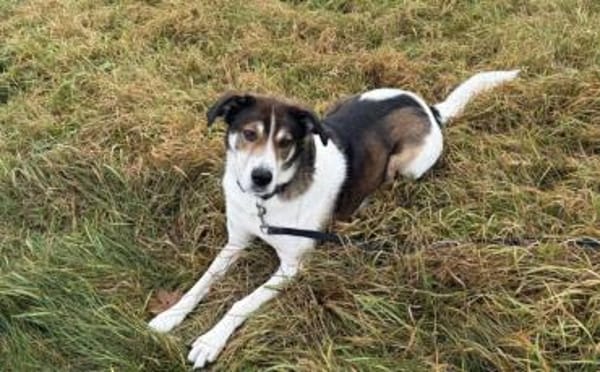 Hazel sucht eine neue Familie