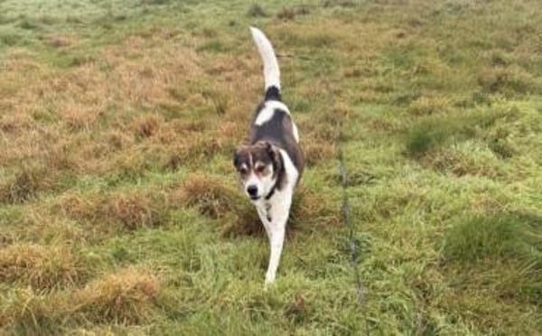 Hazel sucht eine neue Familie