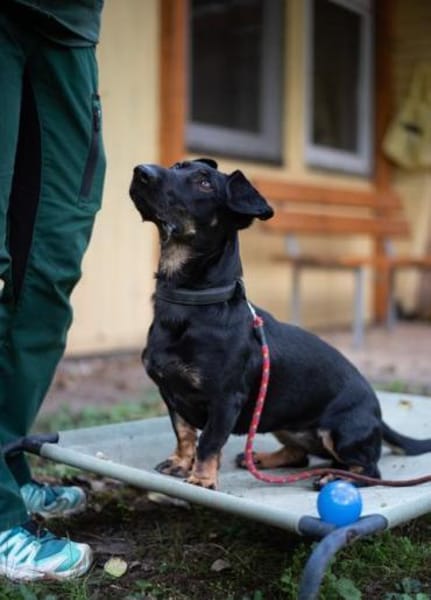 Larina, kl. Hündin mit großem Herzen