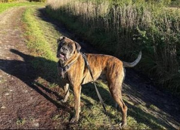 Toller Paddy -  sucht dingend!