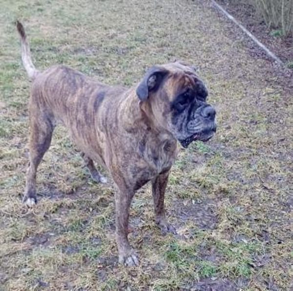 Toller Paddy -  sucht dingend!